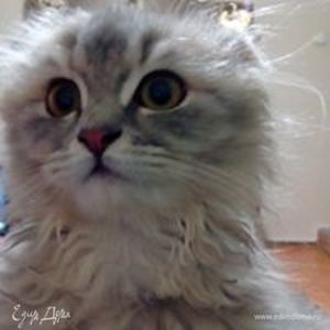 Фотография профиля