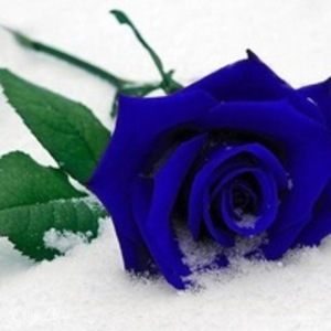 Фотография профиля