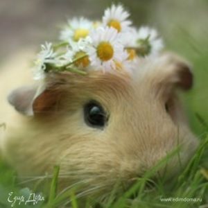 Фотография профиля