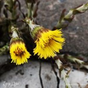 Фотография профиля