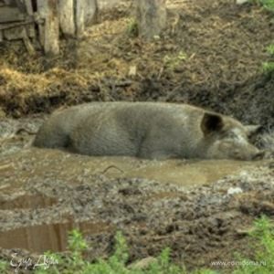 Фотография профиля