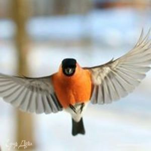 Фотография профиля