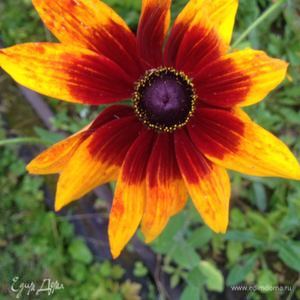 Фотография профиля