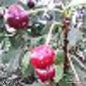 Фотография профиля