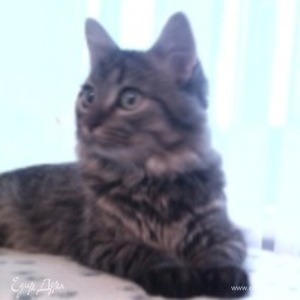 Фотография профиля