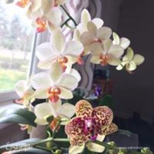Фотография профиля