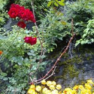 Фотография профиля