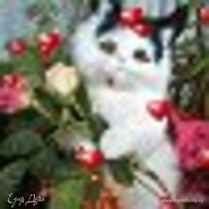 Фотография профиля