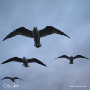 Фотография профиля