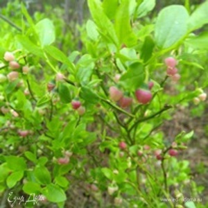 Фотография профиля