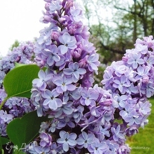 Фотография профиля