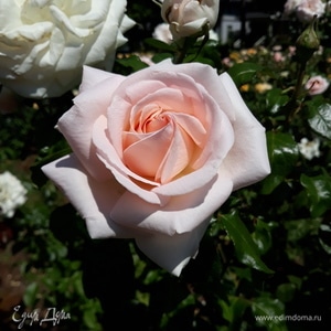 Фотография профиля