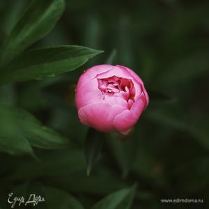 Фотография профиля