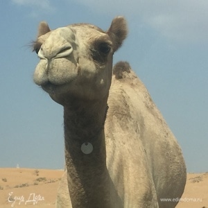 Фотография профиля