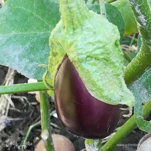 Фотография профиля