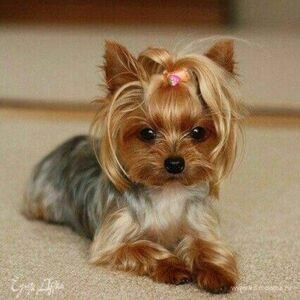 Фотография профиля