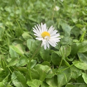 Фотография профиля