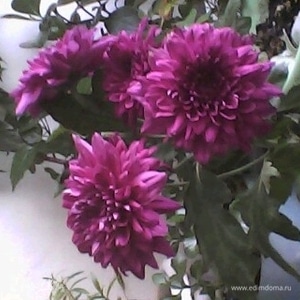 Фотография профиля