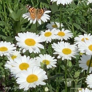 Фотография профиля