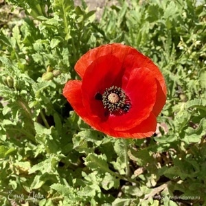 Фотография профиля