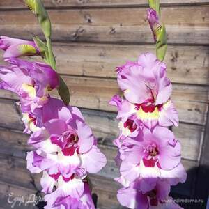 Фотография профиля