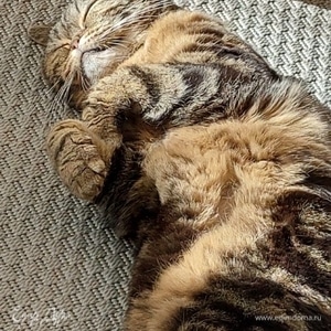 Фотография профиля