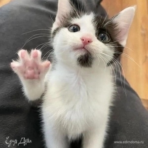 Фотография профиля