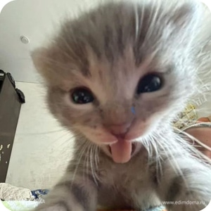 Фотография профиля