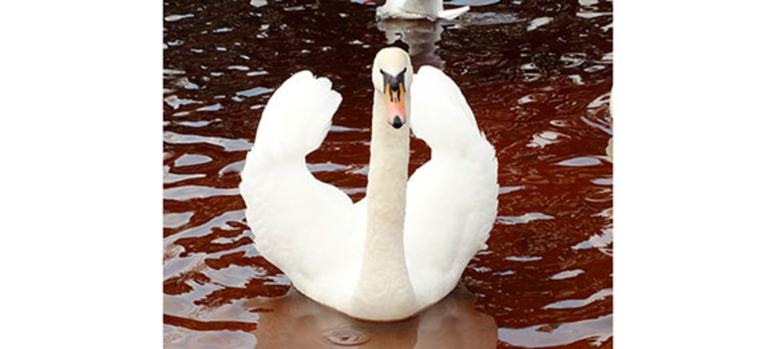 Фото из статьи