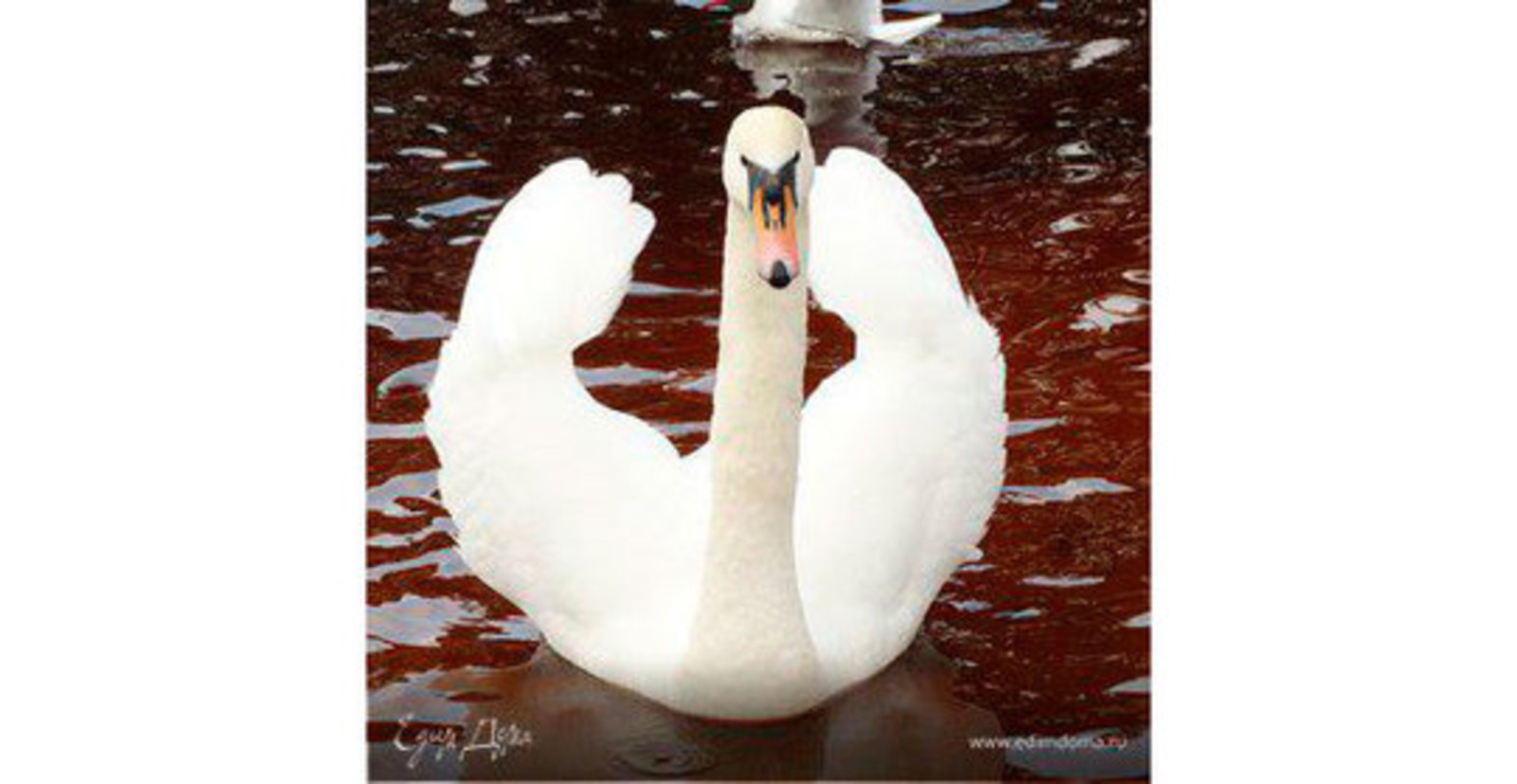 Фото из статьи