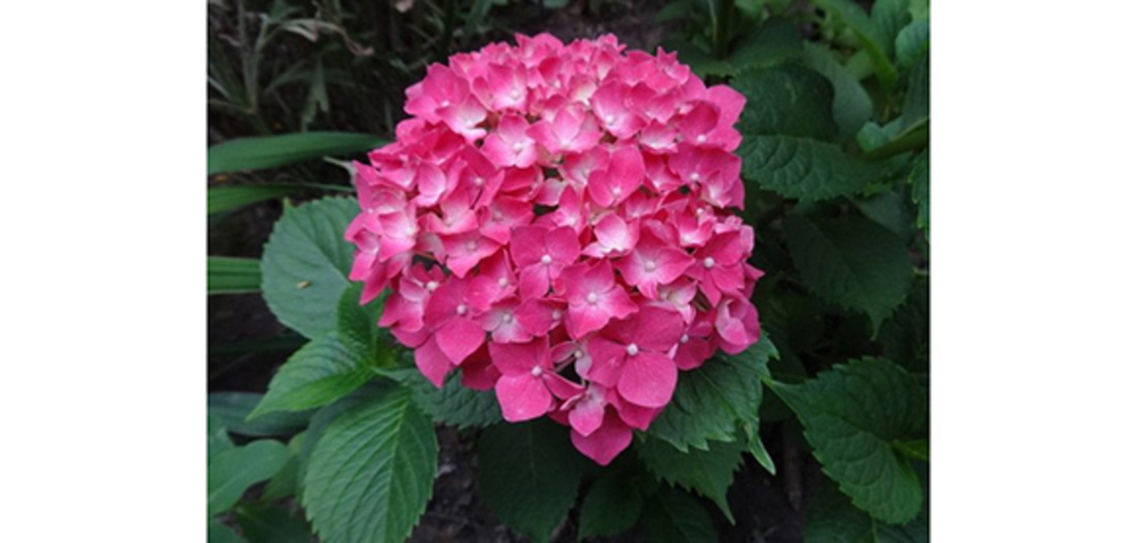 Фото из статьи