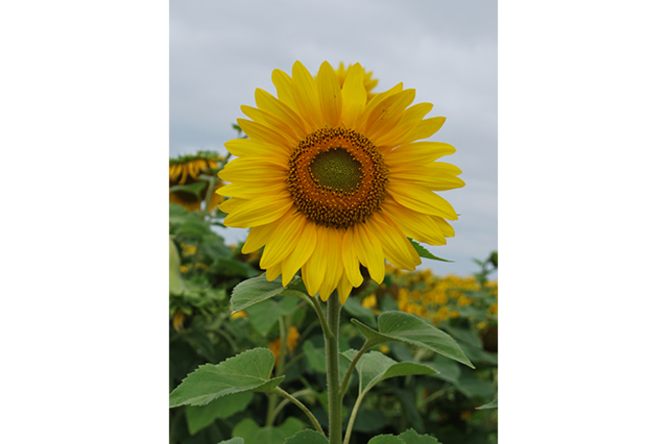 Фото из статьи