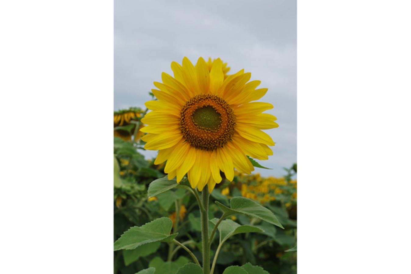 Фото из статьи