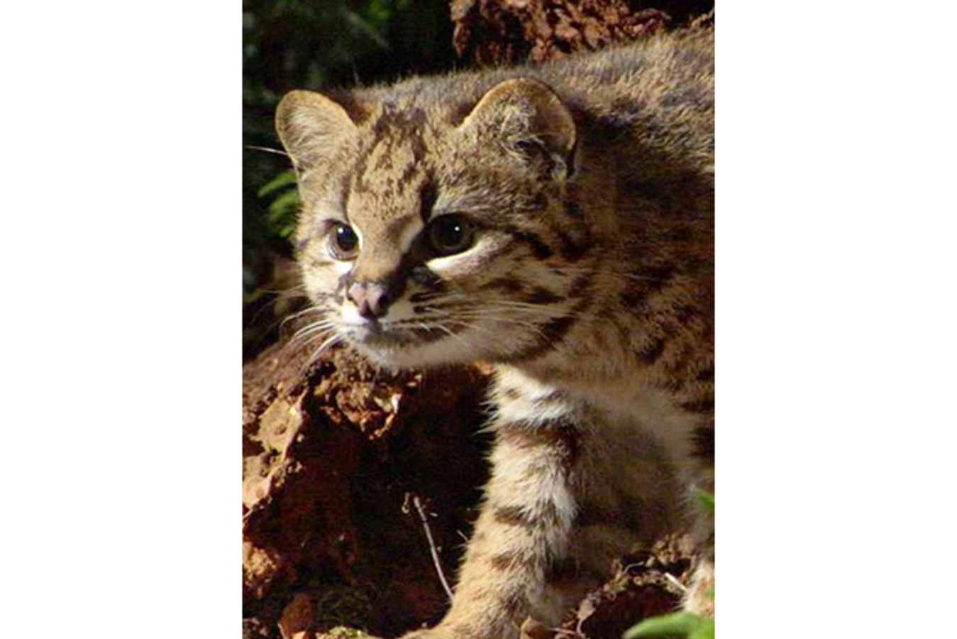 Фото из статьи