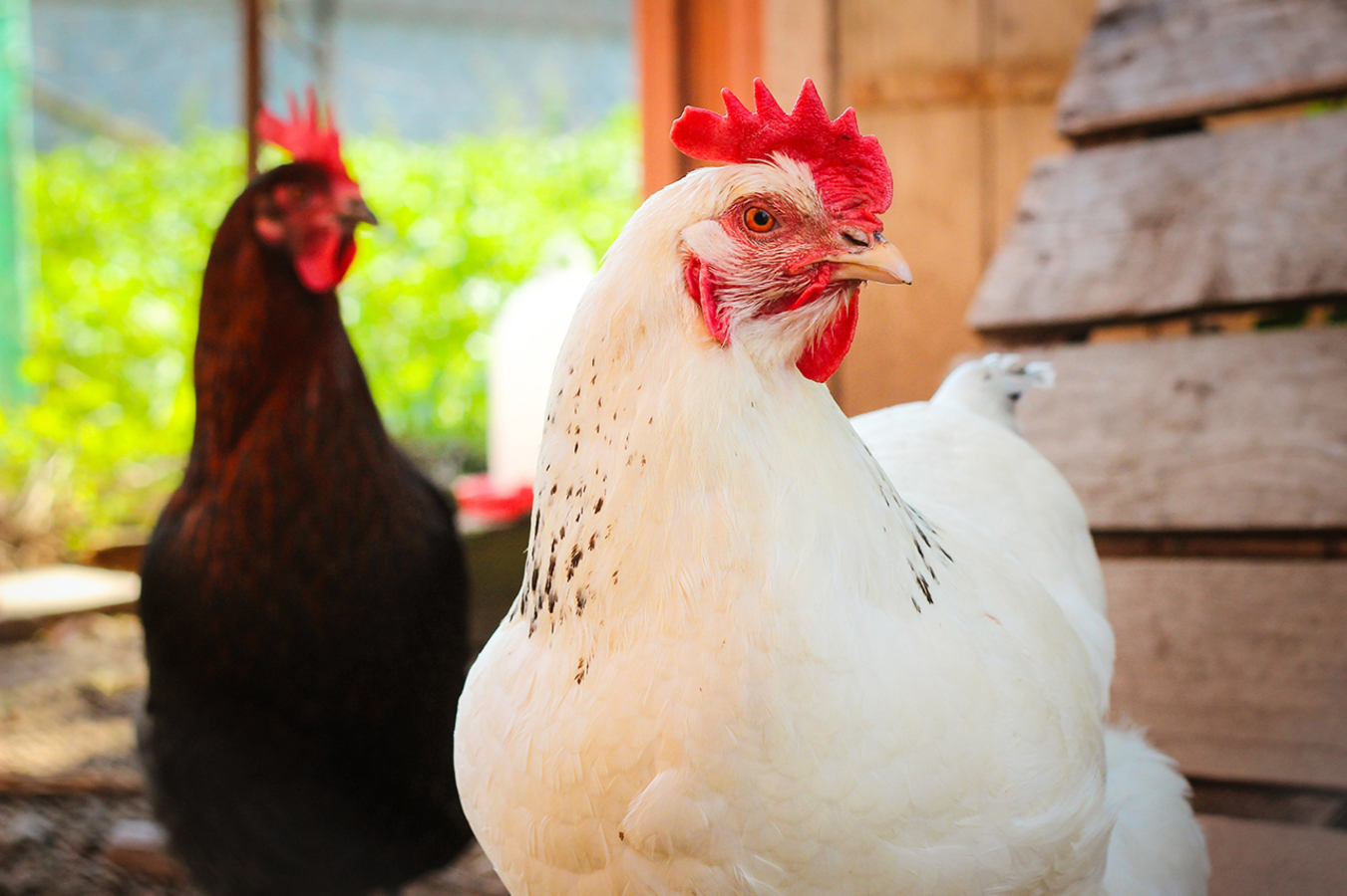 Фото из статьи