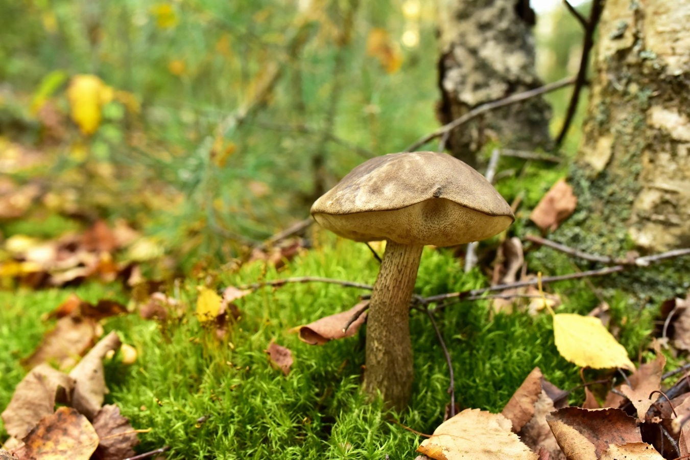 Фото из статьи