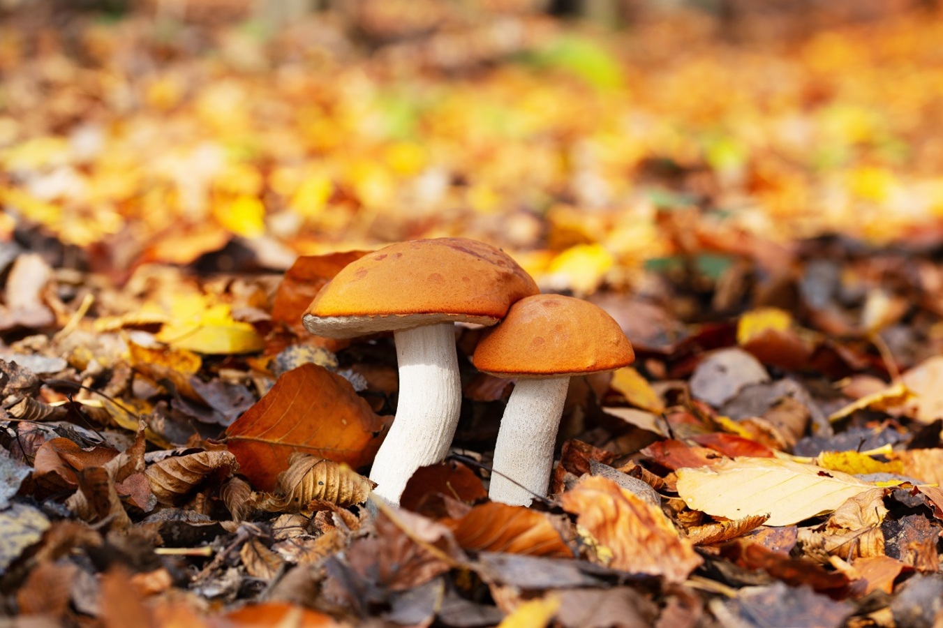 Фото из статьи