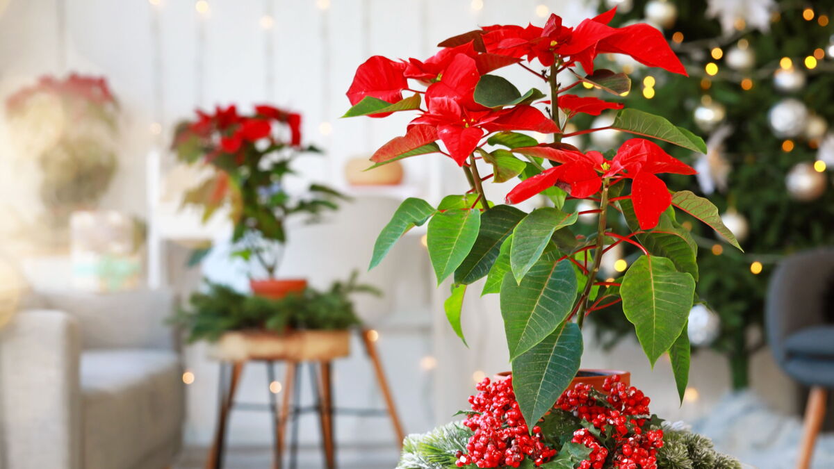 Как украсить новогодний стол — 2024:  встречаем главный праздник года красиво