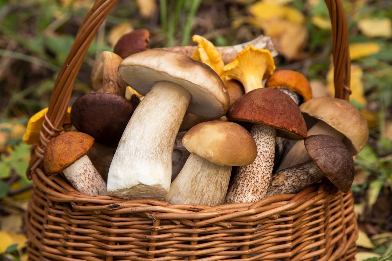 Фото из статьи