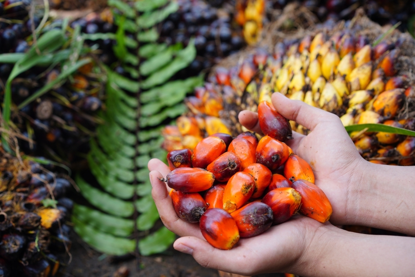 Фото из статьи