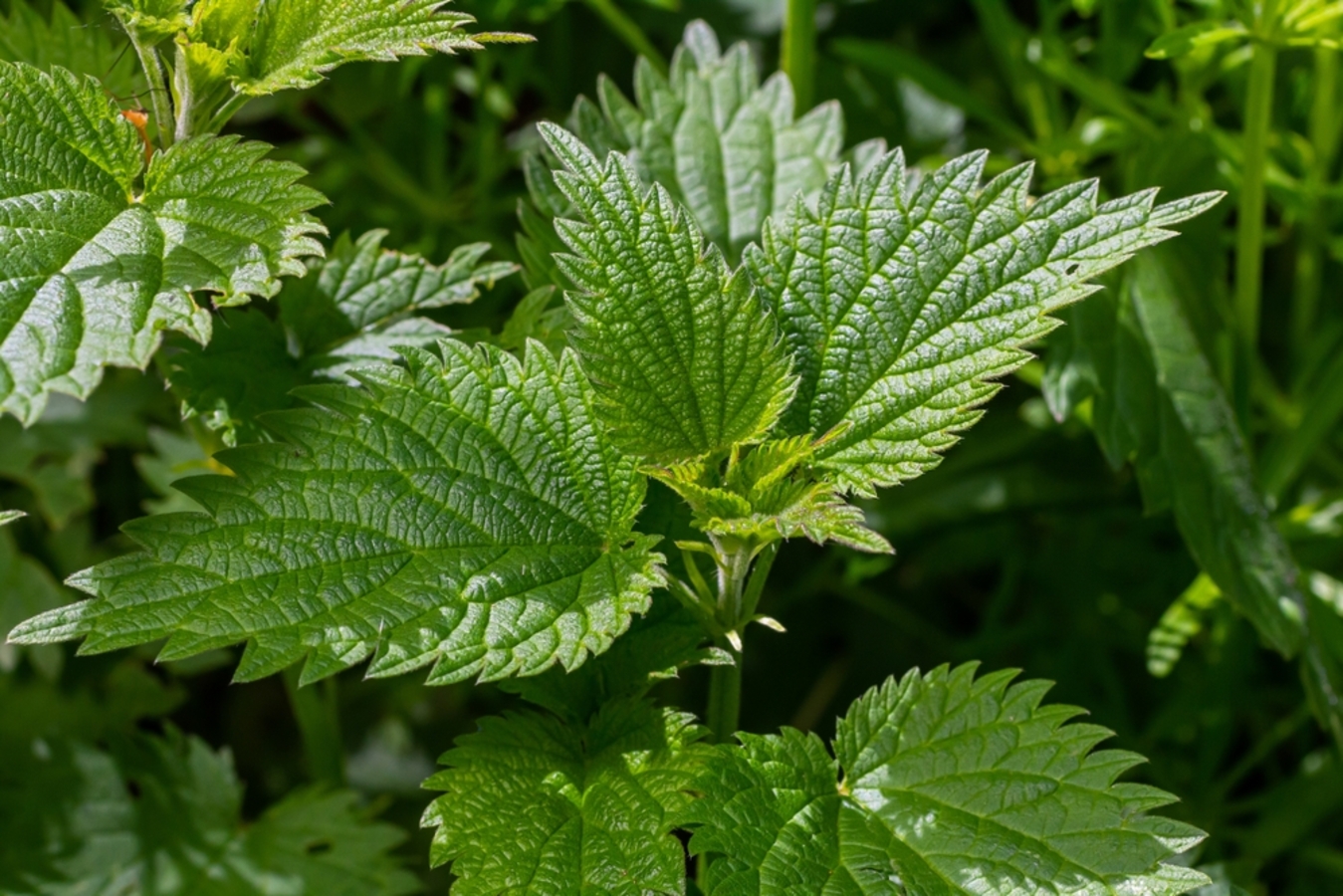 Фото из статьи