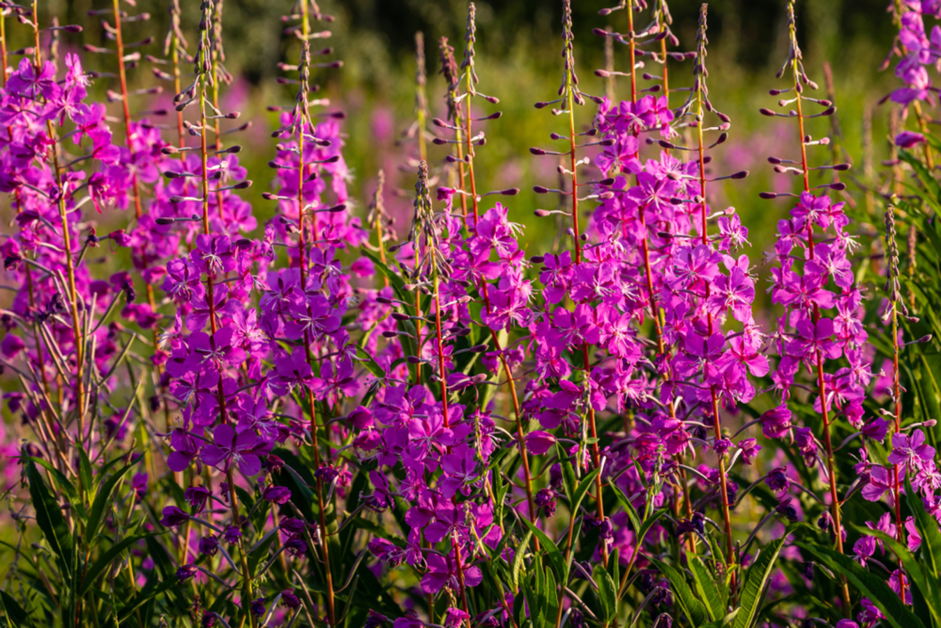 Фото из статьи