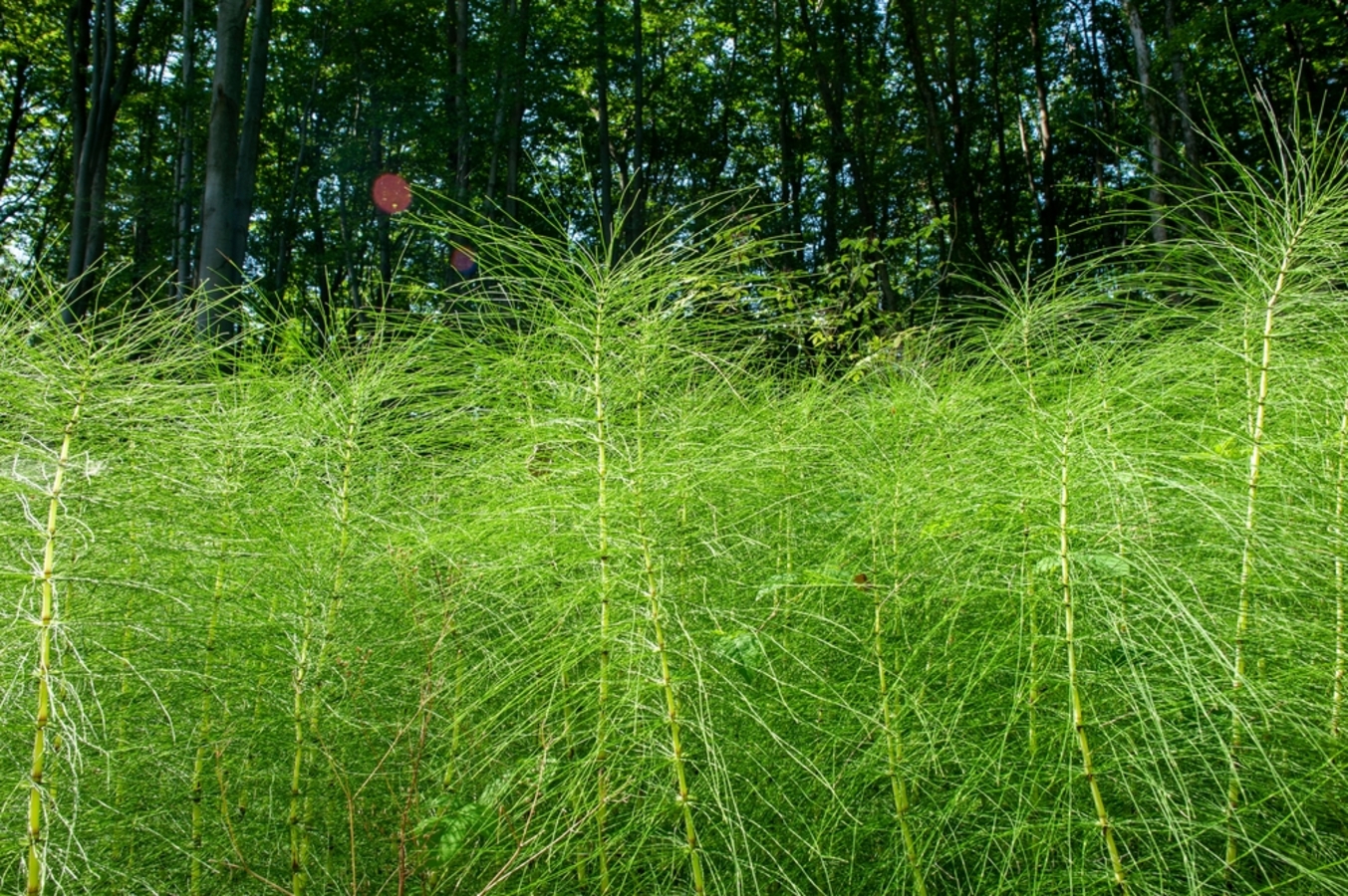 Фото из статьи