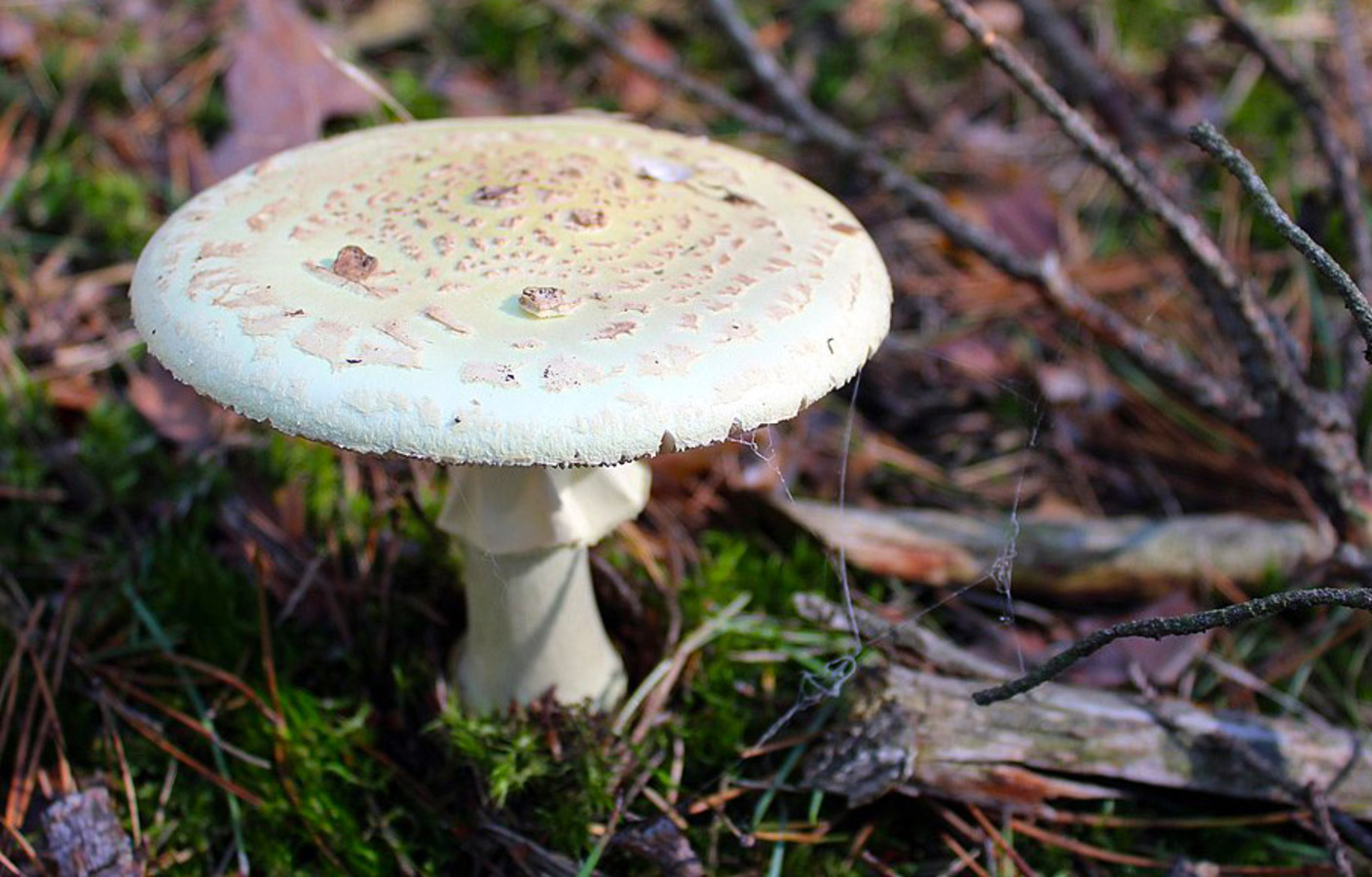 Фото из статьи