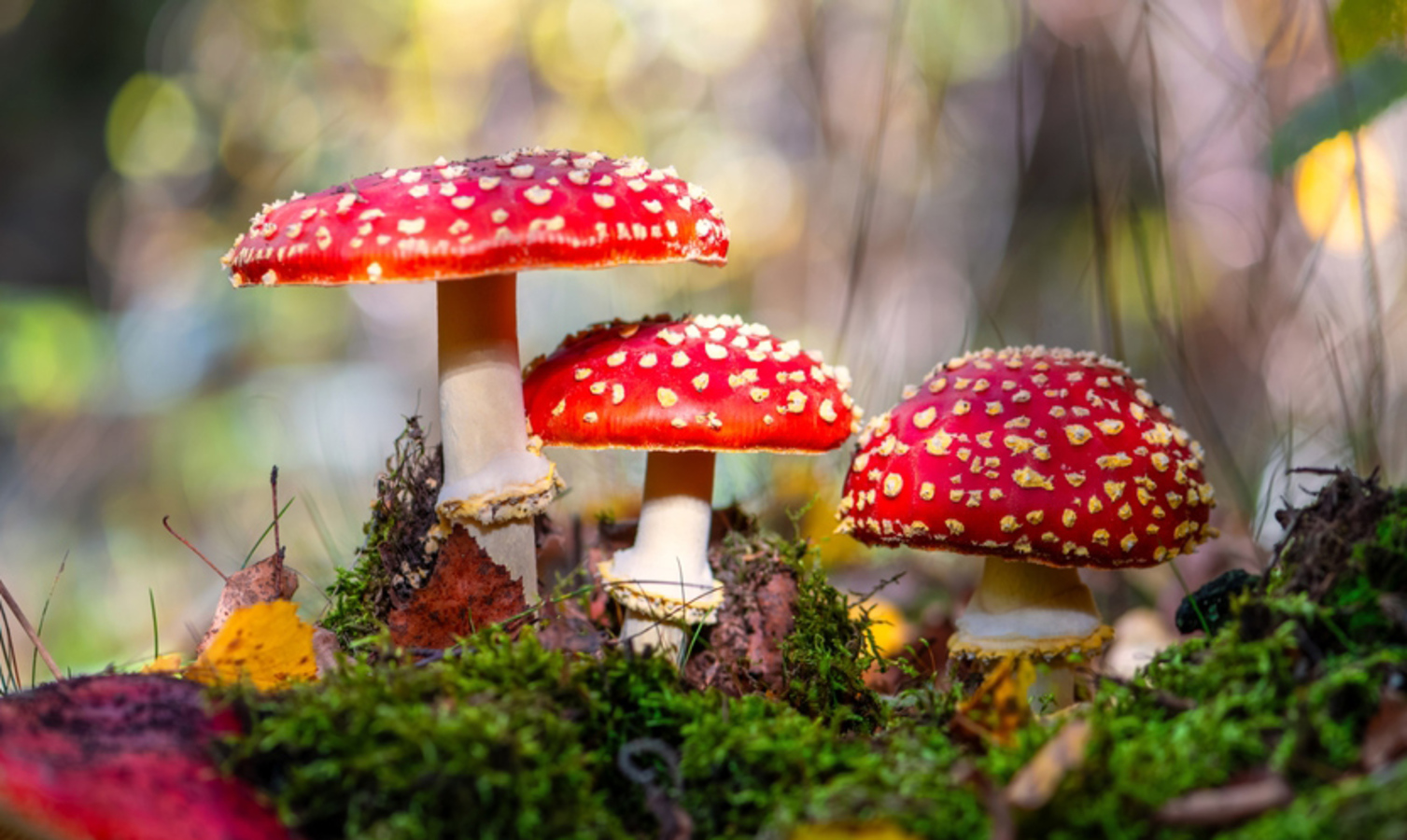 Фото из статьи