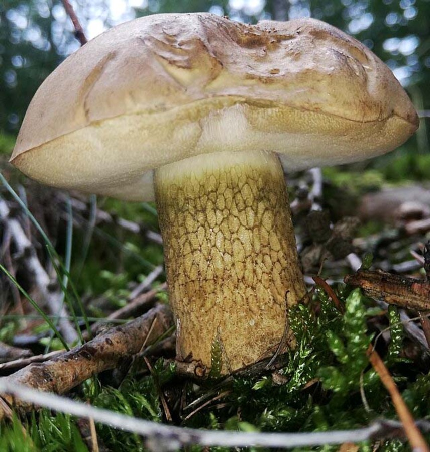 Фото из статьи