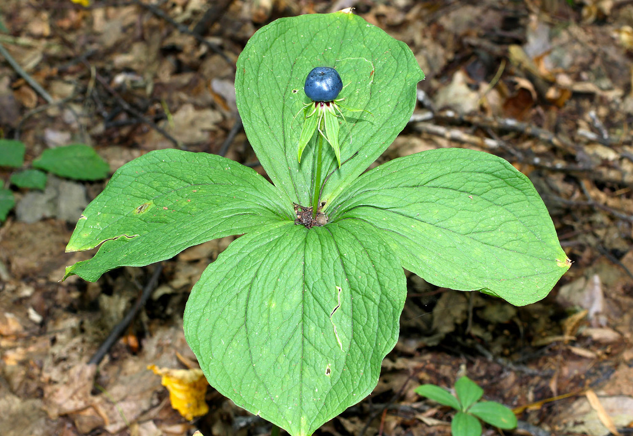 Фото из статьи