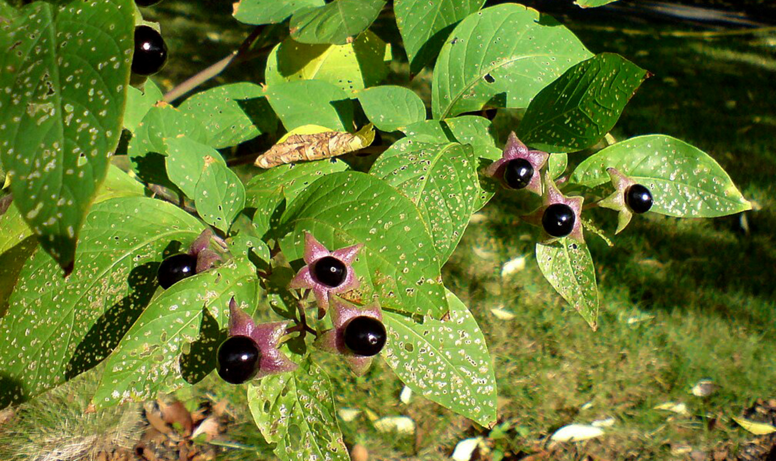 Фото из статьи