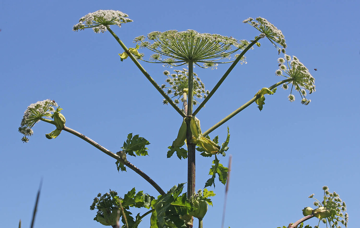 Фото из статьи