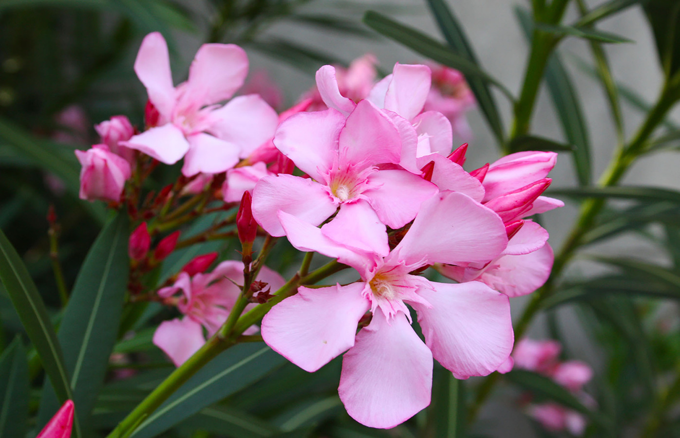 Фото из статьи